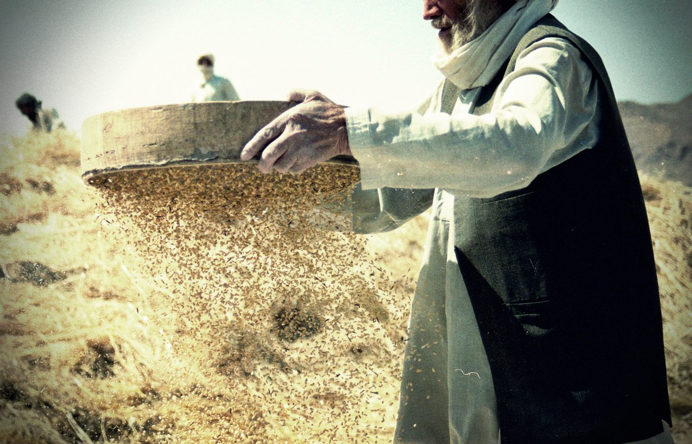 sifting wheat